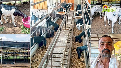 Farmer success through goat rearing