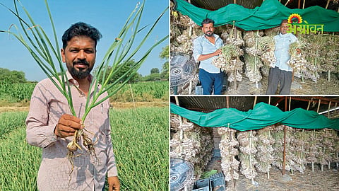 Farmer success with garlic farming