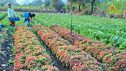 Exotic Vegetable Production