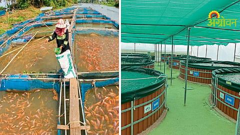 Fish Farming