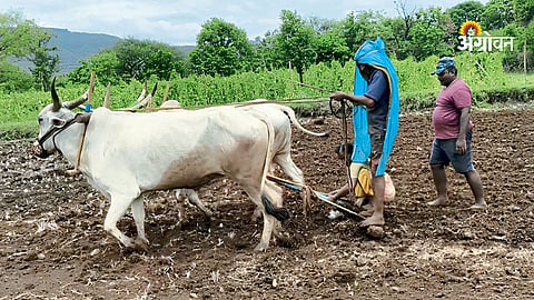 Maharashtra kharif sowing update