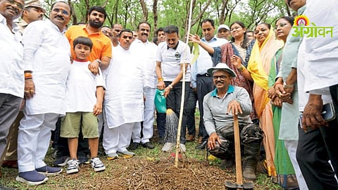 Tree Plantation