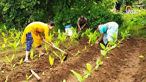 PMFBY turmeric crop insurance 2026-27