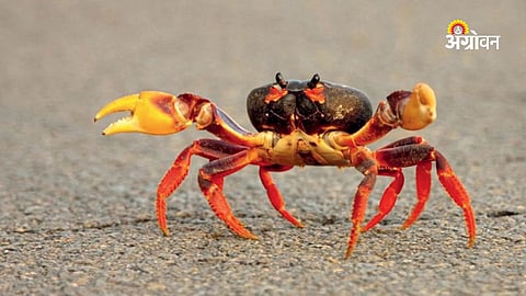 Marine biology crab study