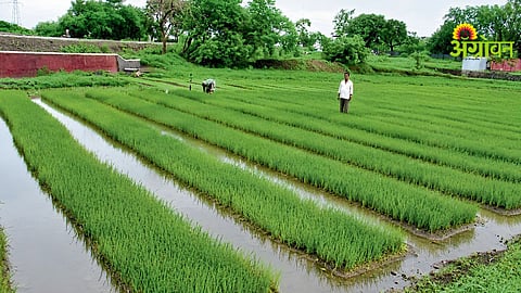 Paddy Crop Advisory