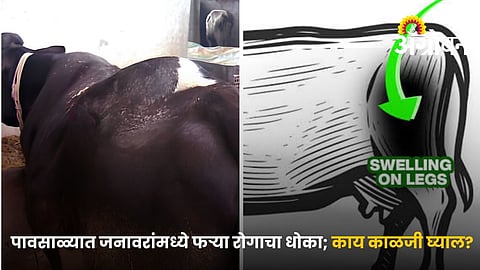 Black Quarter Disease Prevention In Dairy Animals