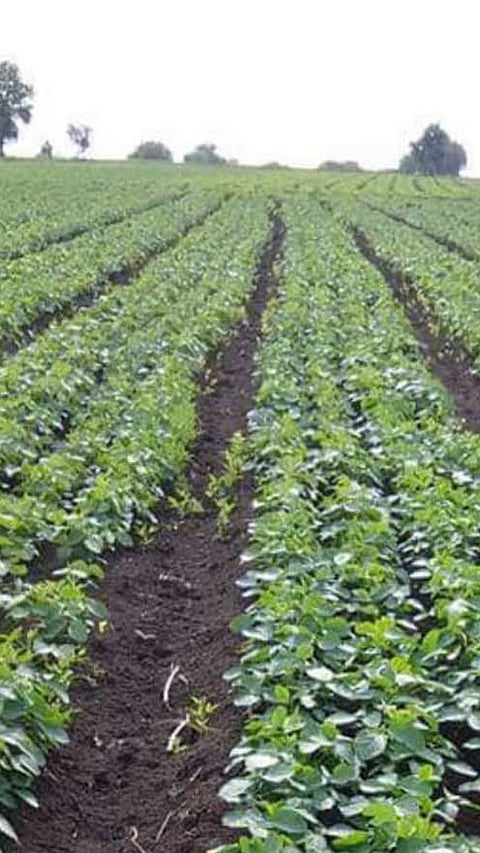 Soybean BBF Sowing