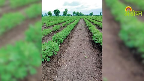 Cotton Cultivation Tips