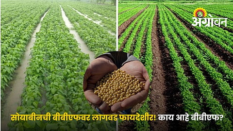 Broad Bed Furrow Method For Soybean Cultivation