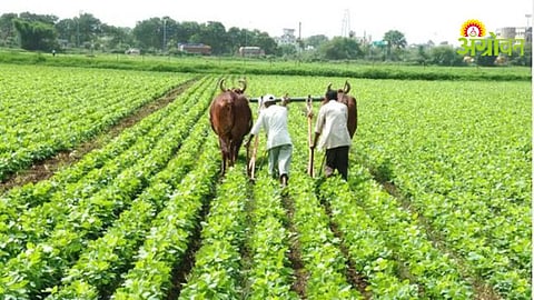 Kharif Sowing