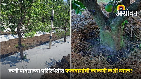 Drought Management Practices In Horticulture