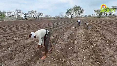 Cotton Cultivation