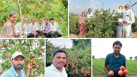 Pomegranate farming success in Buldhana