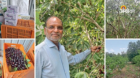 Modern orchard management