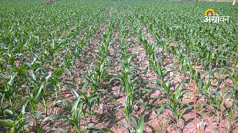 Kharif maize farming in Maharashtra