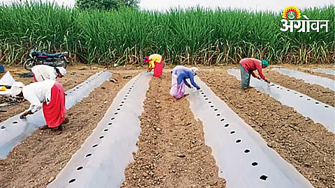 Watermelon Cultivation