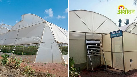 Polyhouses Farming Techniques