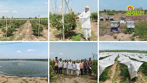 Pomegranate Farming Success Story