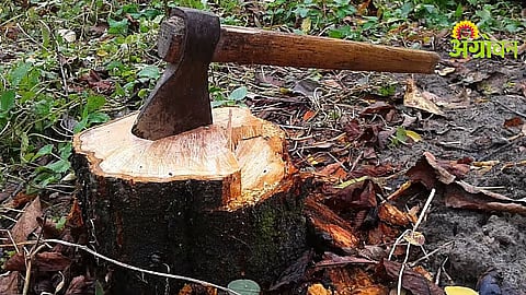 Four Penalized for Cutting 118 Trees Without Permission