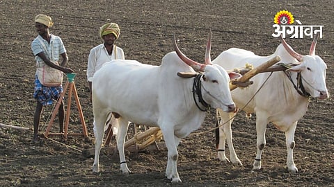 Delayed Monsoon Affects Farm Activities