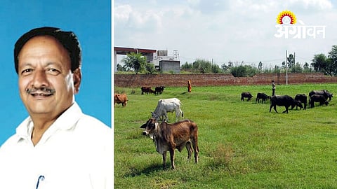 Farmers Open Six Acres of Fodder for Free Cattle Grazing