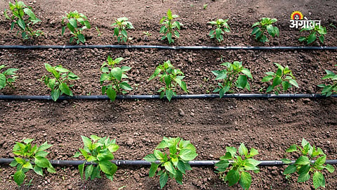 Agriculture Scheme
