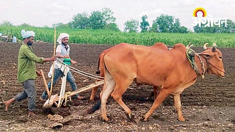 Kharif Sowing Begins Across Nanded District