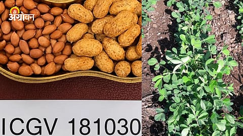 High Oleic Peanut Varieties India