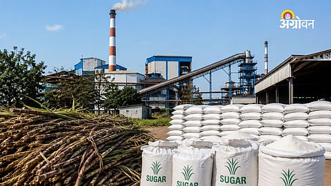 Sugar MSP