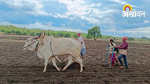 Some Farmers Sow, Others Wait for Better Conditions