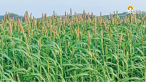 Farmers Shift to Bajra for Fodder and Grain