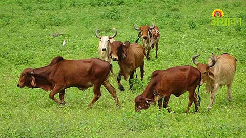 Indigenous Cows Conservation