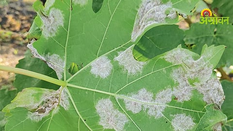 Grape Crop Diseases