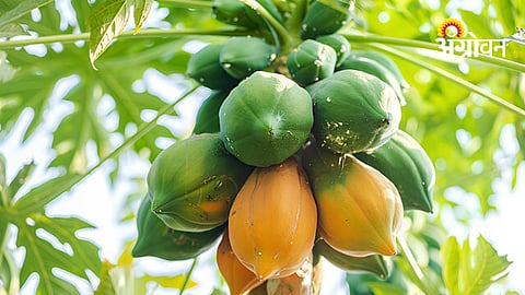Papaya Farming