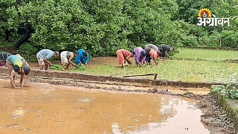 Sindhudurg Rain Update