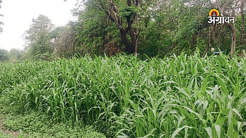 Maharashtra natural fodder initiative