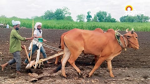 Kharif Sowing