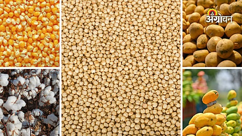 Daily crop market report Maharashtra