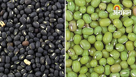 Kharif Sowing Update