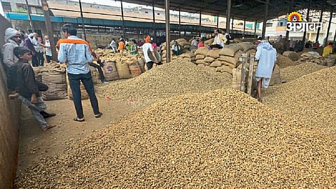 Groundnut varieties with high oil quality