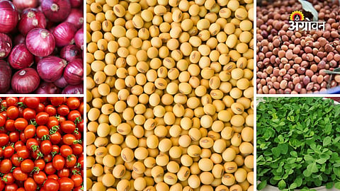 Maharashtra APMC commodity prices