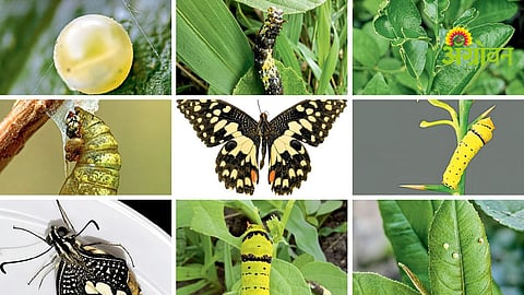 Lemon Butterfly Pest