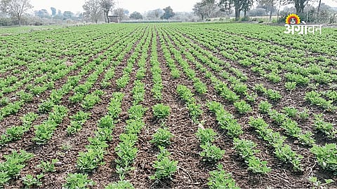 Groundnut Cultivation