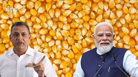 Maize MSP 