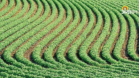 Sustainable Farming