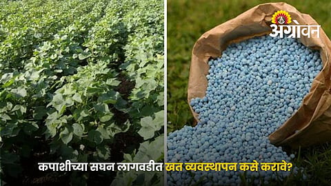 Best Fertilizer Schedule For High Density Cotton