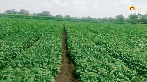 El Nino Impact