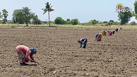 Kharif season sowing progress in Maharashtra