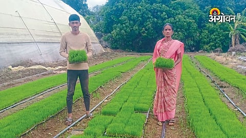 Plastic tray rice seedling preparation