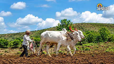 Soybean farming in Nanded district